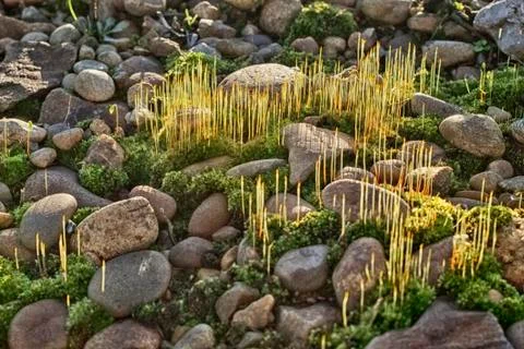 The sun shines through the small grasses on the moss on the stone embankment Stock Photos