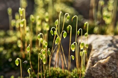 The sun shines through the small grasses on the moss on the stone embankment Stock Photos