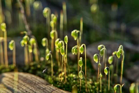 The sun shines through the small grasses on the moss on the stone embankment Stock Photos