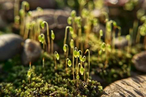 The sun shines through the small grasses on the moss on the stone embankment Stock Photos