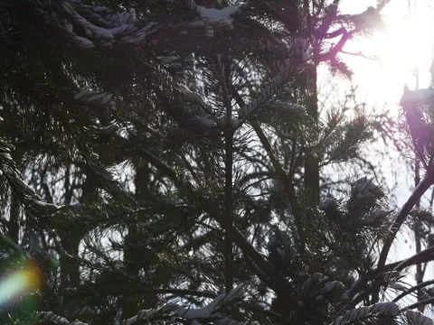 The sun shines through spruce Video stock 72297787