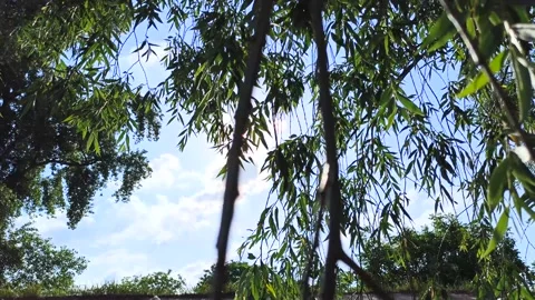 Sun shines through the swaying branches of trees Video stock 133186950