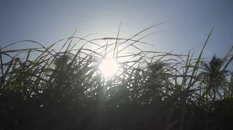 The Sun Shines Through Swaying Grass. Slow Motion Stock Footage 59158417