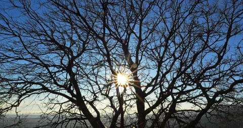 The sun shines through the thick branches of a bare tree. The rising sun on an Stock Footage 230099593