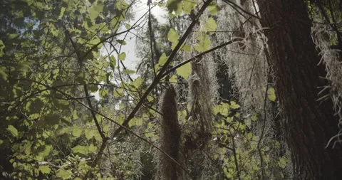 Sun Shines Through Thick Spanish Moss Hanging from Trees Stock Footage 153093109
