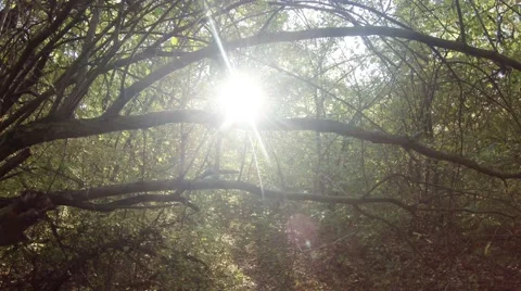 The sun shines through the thick tree branch Stock Footage 43883402