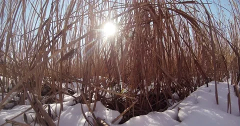 Sun shines through the thickets of dry reeds, and chunks of snow Stock Footage 46878848