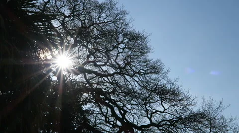 Sun shines through tree branches Stock Footage 49290115