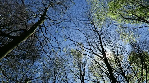 Sun shines through tree branches Stock Footage 49691647