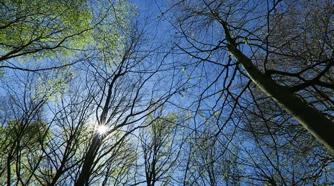 Sun shines through tree branches Stock Footage 49692019