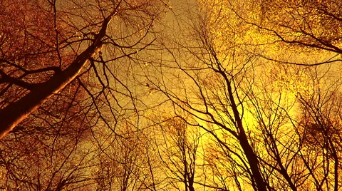 Sun shines through tree branches Stock Footage 49692325