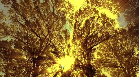 Sun shines through tree branches Stock Footage 62168403