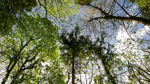 Sun shines through tree branches Stock Footage 75037021