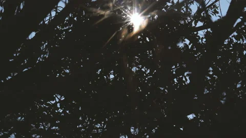 Sun shines through tree branches Stock Footage 147644931