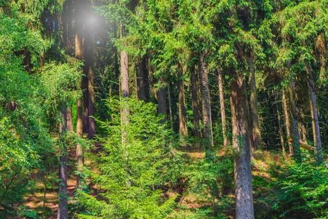 The sun shines through tree branches Stock Photos