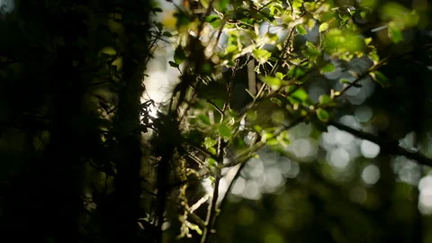 Sun shines through tree brunches, Australia, QLD, Gondwana, Springbrook Stock Footage 236539836