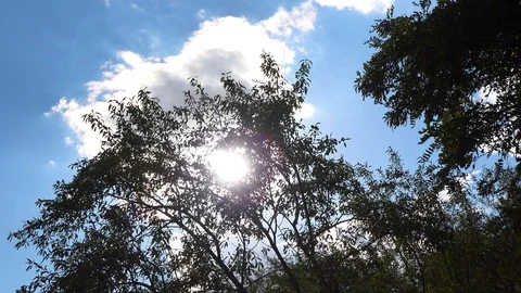 The sun shines through a tree crown 스톡 동영상 95576602