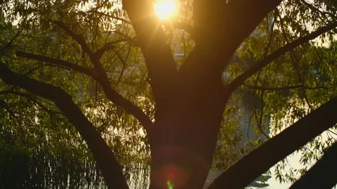 Sun shines through tree foliage on the lake. Golden hour on river or pond with Stock Footage 251734852