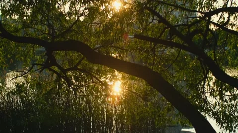 Sun shines through tree foliage on lake. Golden hour on river or pond with sun Stock Footage 251736155