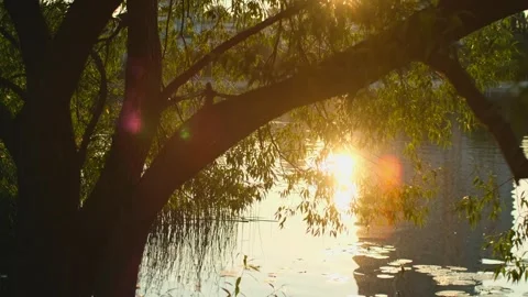 Sun shines through tree foliage on the lake. Golden hour on river or pond Stock Footage 251736595