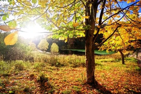 The sun shines through tree foliage Stock Photos