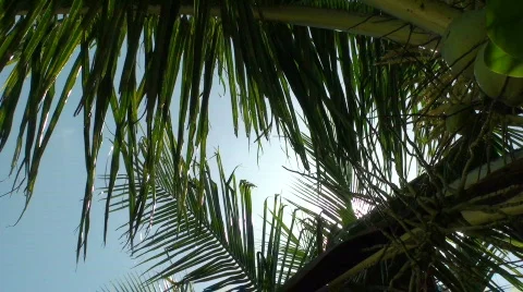 Sun shines through tree Stock Footage 637018