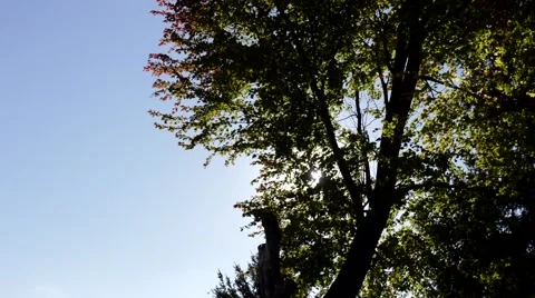 Sun shines through tree Stock Footage 68983303
