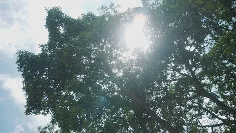 The sun shines through the tree Stock Footage 104975105