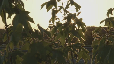 Sun shines through a tree Stock Footage