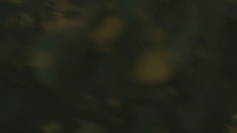 Sun shines through a tree 動画素材 133220764