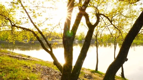 The sun shines through the tree. HD Stock Footage 76756362