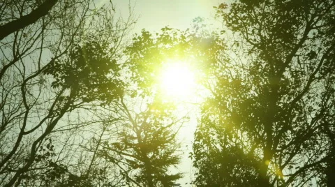 Sun shines through tree leaves  Vidéo 670652