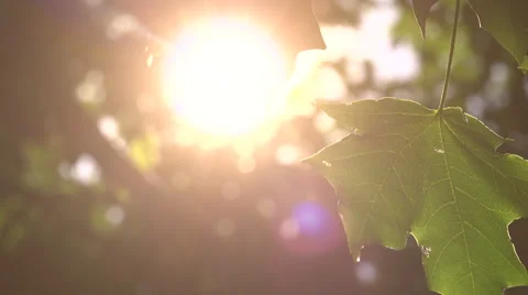 Sun Shines Through Tree Leaves in Summer 스톡 동영상 42481030