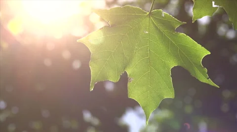 Sun Shines Through Tree Leaves in Summer Stock Footage 42796116