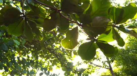Sun shines through tree leaves slide shot Stock Footage 51217208