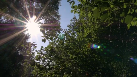 Sun shines through tree leaves Video stock 80037867