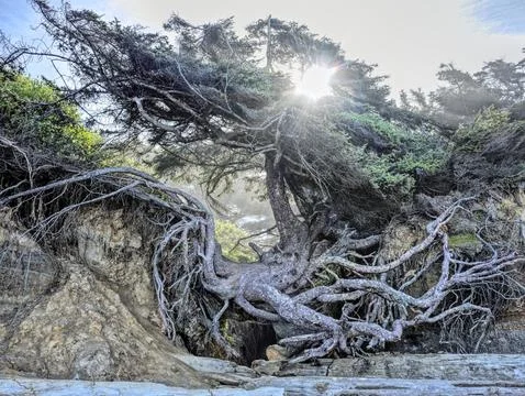 Sun shines through the Tree of Life. Stock Photos