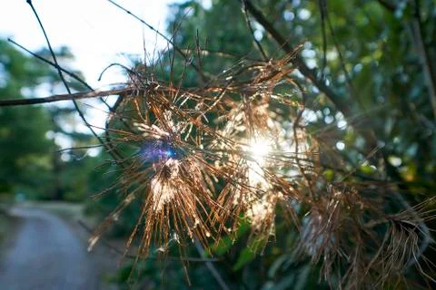 Sun shines through tree needles in park Stock Photos