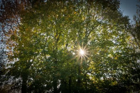 Sun shines through tree Stock Photos