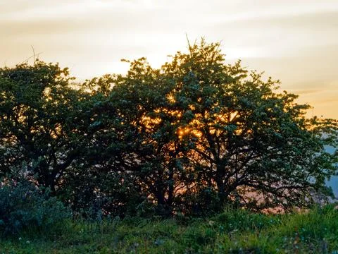 The sun shines through a tree at sunset. Wild flower meadow. Stock Photos