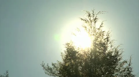 Sun shines through Tree Tops (1080-24FPS).mp4 Stock Footage 10976812