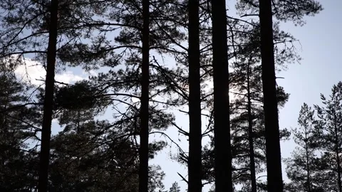 Sun shines through the tree tops Video stock 305509605