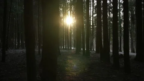 The sun shines through the tree trunks in the forest 库存影片 238529949