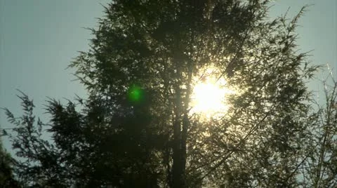 Sun shines through Trees (1080-24FPS).mp4 Stock Footage 10976324
