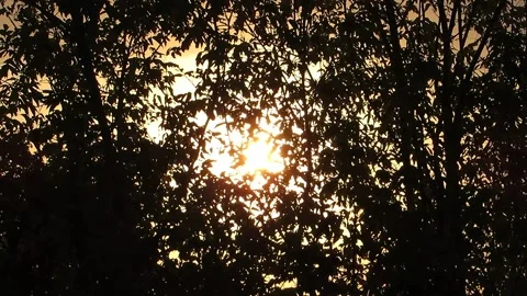 The sun shines through the trees and leaves Video stock 140126309