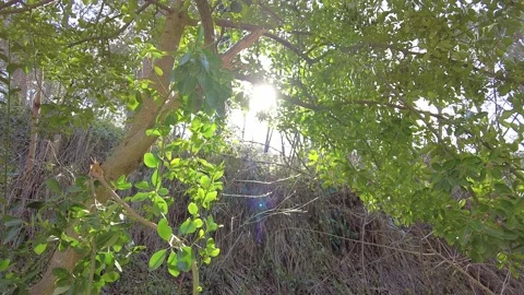 The sun shines through the trees and bushes on a sunny spring day. Video stock 234012332