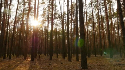 The sun shines through the trees. Beautiful pine forest. Beautiful place. The Stock Footage 119830514