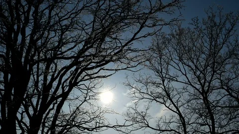 Sun shines through trees on blue sky background Stock Footage 100537488