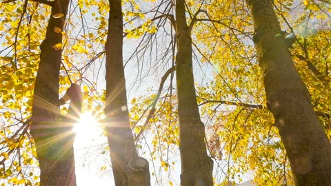The sun shines through the trees. Camera in motion Stock Footage 97518547