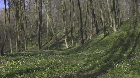 The sun shines through the trees onto the carpet of flowers, 8K Stock Footage 164182515